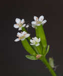 Hairyfruit chervil